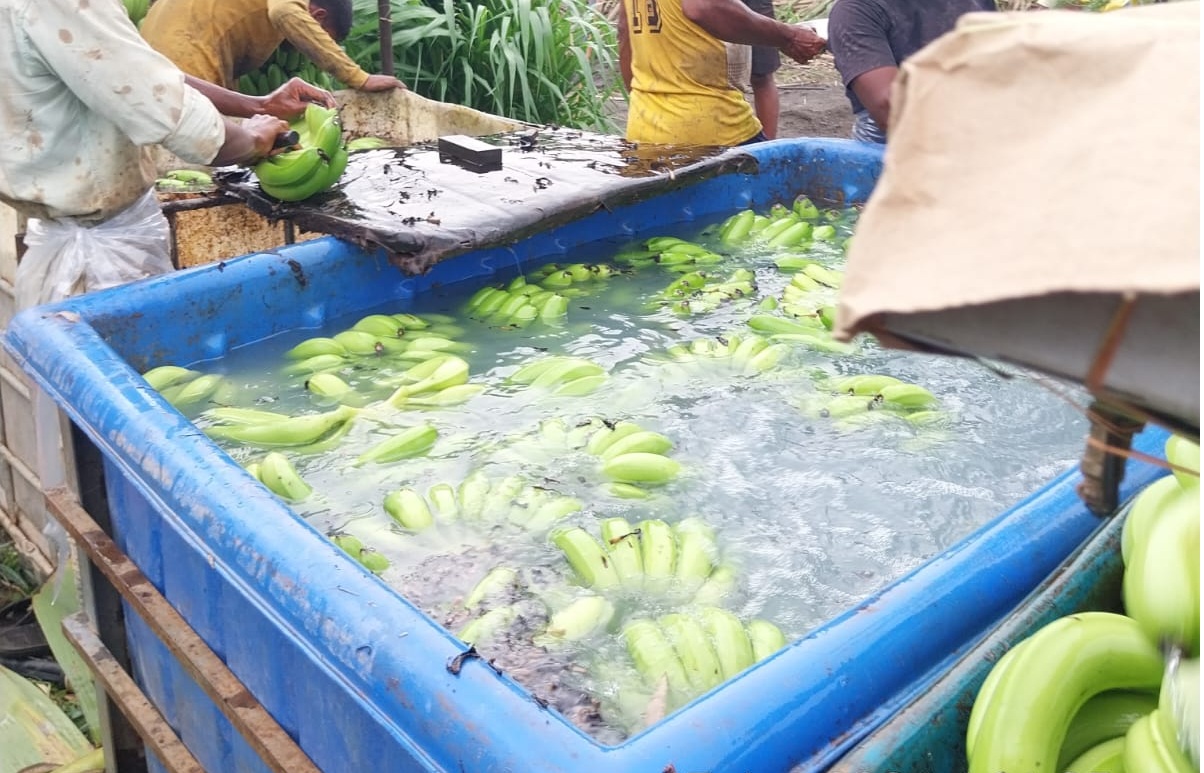 Premium Bananas