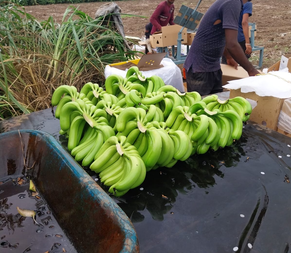 Fresh Banana Harvest