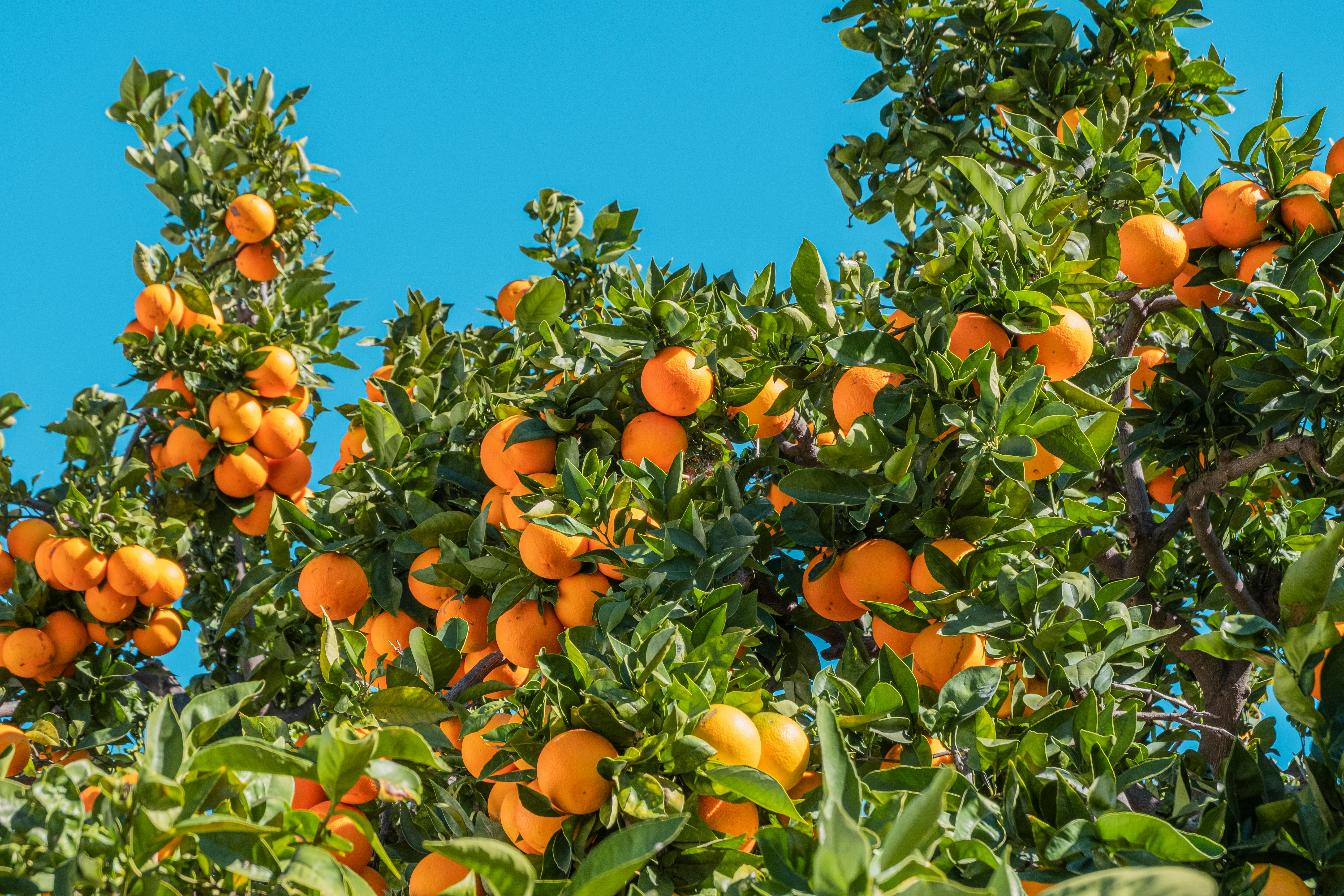 Farm Fresh Products